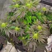 HappyUvaz: The2WizardTrees