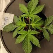 HappyUvaz: The2WizardTrees