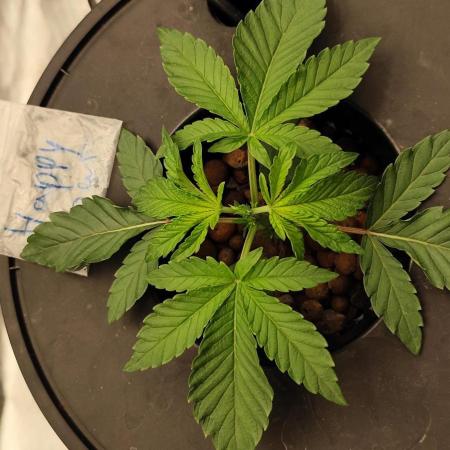 HappyUvaz: The2WizardTrees