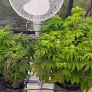 HappyUvaz: The2WizardTrees