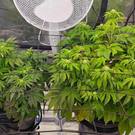 HappyUvaz: The2WizardTrees