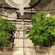 HappyUvaz: The2WizardTrees