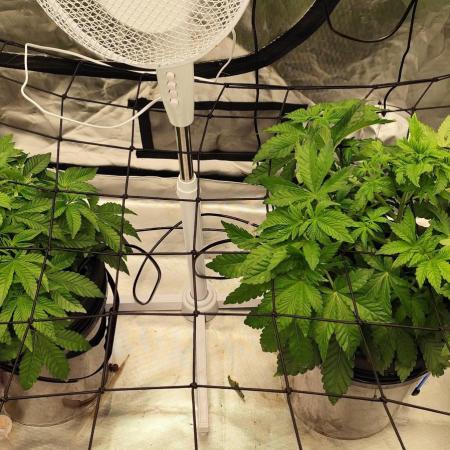 HappyUvaz: The2WizardTrees