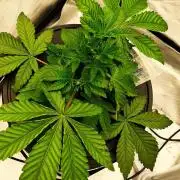 HappyUvaz: The2WizardTrees