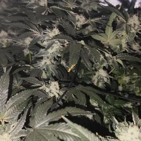 Wizard Tree - ZorroZ x Zangria