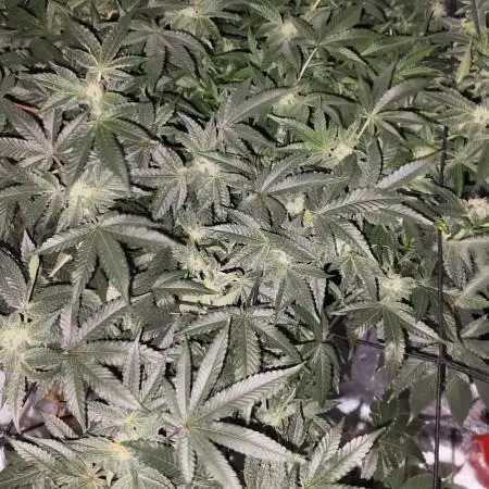 Wizard Tree - ZorroZ x Zangria