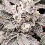 Wizard Tree - ZorroZ x Zangria