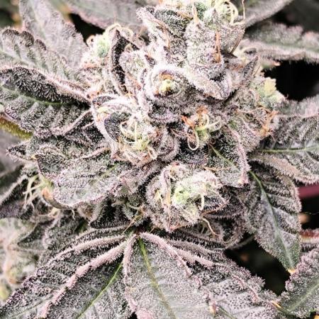 Wizard Tree - ZorroZ x Zangria