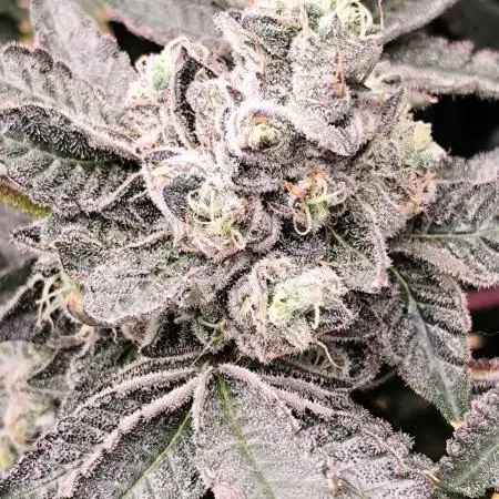 Wizard Tree - ZorroZ x Zangria