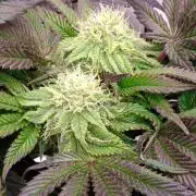 HappyUvaz: The2WizardTrees