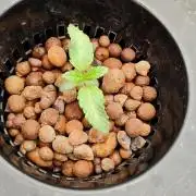 HappyUvaz: The2WizardTrees