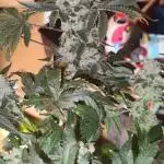 Wizard Tree - ZorroZ x Zangria