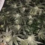 Wizard Tree - ZorroZ x Zangria