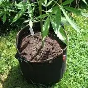 F*cked up Hippy Auto Outdoor'26