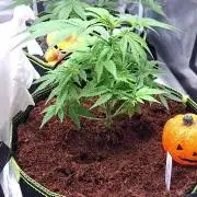 Super Strains Grand Daddy Purple