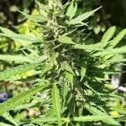 F*cked up Hippy Auto Outdoor'26