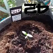 Mendo Guava Auto Outdoor'26