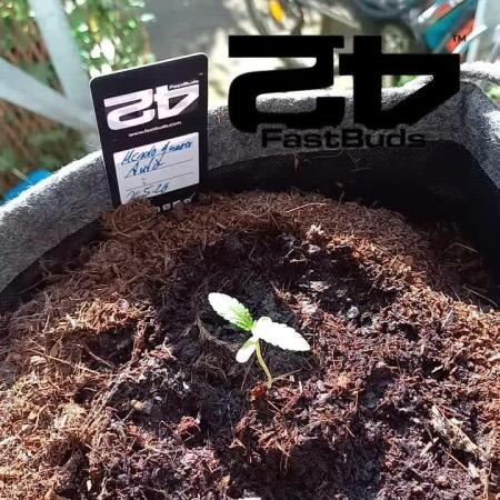 Mendo Guava Auto Outdoor'26