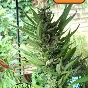 Zoapaya Auto