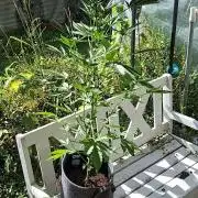 Mendo Guava Auto Outdoor'26