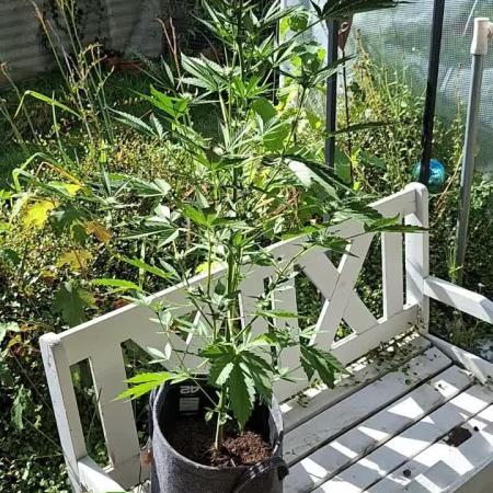Mendo Guava Auto Outdoor'26