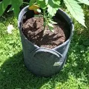 Zoapaya Auto