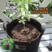 F*cked up Hippy Auto Outdoor'26