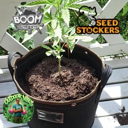 F*cked up Hippy Auto Outdoor'26