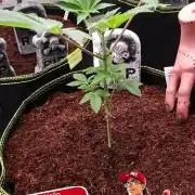 Bota Farm-The Dude