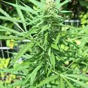 F*cked up Hippy Auto Outdoor'26