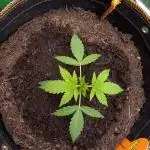 Pineapple Pulse Auto