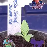 Dozy Don- Indoor'26