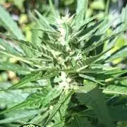 Zoapaya Auto