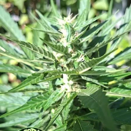 Zoapaya Auto