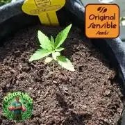 Zoapaya Auto