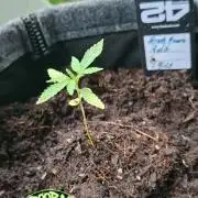 Mendo Guava Auto Outdoor'26
