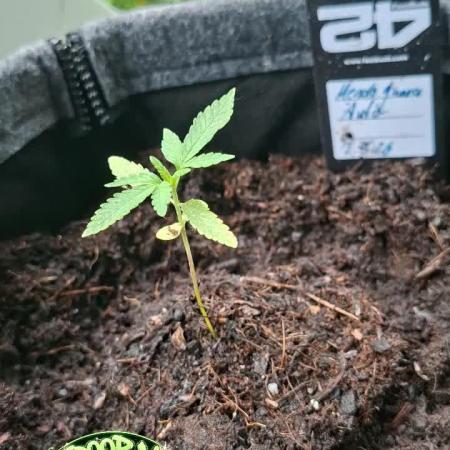 Mendo Guava Auto Outdoor'26