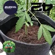 Mendo Guava Auto Outdoor'26