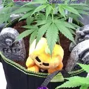 Dozy Don- Indoor'26