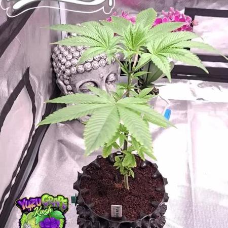 Pure Instinto-Yuzu Grape Kush
