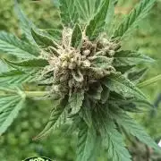 Mendo Guava Auto Outdoor'26