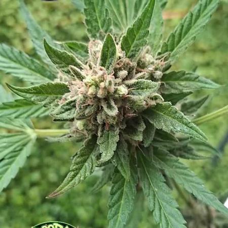 Mendo Guava Auto Outdoor'26