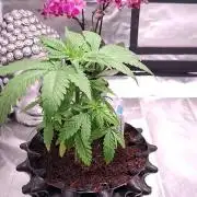 Super Strains Grand Daddy Purple