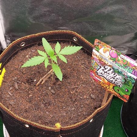 Pure Instinto " Whipped Runtz Auto "