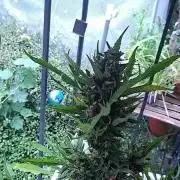 Zoapaya Auto