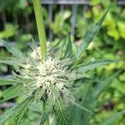 Mendo Guava Auto Outdoor'26