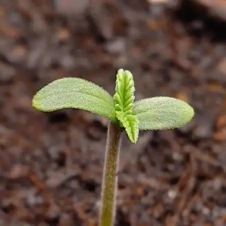 Pineapple Pulse Auto