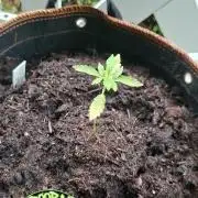 F*cked up Hippy Auto Outdoor'26
