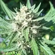 Mendo Guava Auto Outdoor'26