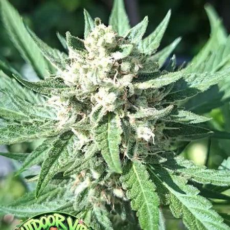 Mendo Guava Auto Outdoor'26